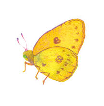 Mitsuha Uchida illutsration